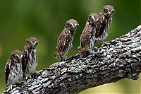 TopRq.com search results: owl birds