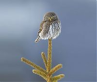 Fauna & Flora: owl birds