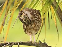 Fauna & Flora: owl birds