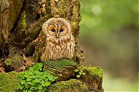 Fauna & Flora: owl birds