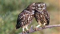 TopRq.com search results: owl birds