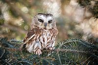 Fauna & Flora: owl birds