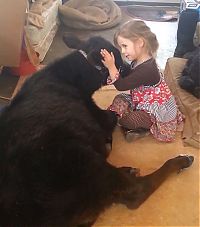 Fauna & Flora: little girl with a baby cow