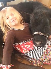 Fauna & Flora: little girl with a baby cow