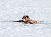 TopRq.com search results: Swimming owl by Steve Spitzer, Lake Michigan, Loyola Park, Chicago, United States