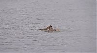 Fauna & Flora: Swimming owl by Steve Spitzer, Lake Michigan, Loyola Park, Chicago, United States