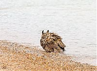 Fauna & Flora: Swimming owl by Steve Spitzer, Lake Michigan, Loyola Park, Chicago, United States