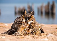 Fauna & Flora: Swimming owl by Steve Spitzer, Lake Michigan, Loyola Park, Chicago, United States