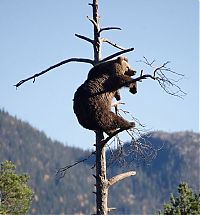 TopRq.com search results: bear climbing on the tree