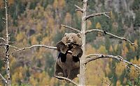 TopRq.com search results: bear climbing on the tree