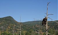 Fauna & Flora: bear climbing on the tree