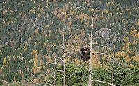 Fauna & Flora: bear climbing on the tree