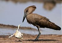 Fauna & Flora: bird with a dancing frog