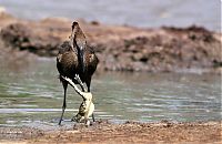 Fauna & Flora: bird with a dancing frog