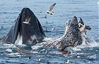 TopRq.com search results: whale eats pelican bird
