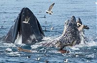 Fauna & Flora: whale eats pelican bird