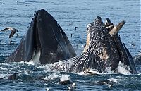 Fauna & Flora: whale eats pelican bird