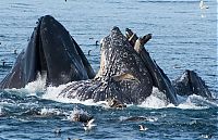 Fauna & Flora: whale eats pelican bird