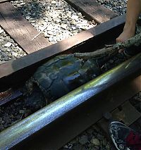 Fauna & Flora: rescuing turtle from railroad tracks