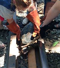 Fauna & Flora: rescuing turtle from railroad tracks