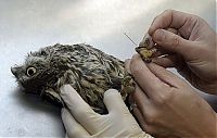 Fauna & Flora: owl with an acupuncture