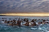 TopRq.com search results: migration of wild animals