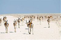 TopRq.com search results: migration of wild animals