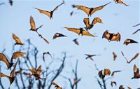TopRq.com search results: migration of wild animals
