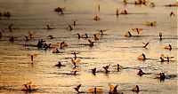 TopRq.com search results: migration of wild animals