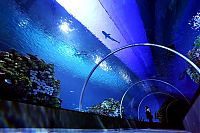 TopRq.com search results: The Blue Planet, National Aquarium Denmark, Kastrup, Denmark