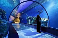 TopRq.com search results: The Blue Planet, National Aquarium Denmark, Kastrup, Denmark