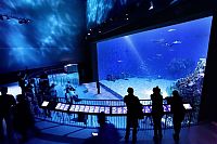 Fauna & Flora: The Blue Planet, National Aquarium Denmark, Kastrup, Denmark