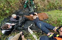 Fauna & Flora: Horse saved from a deadly muddy pond, Radcliffe, Greater Manchester, United Kingdom