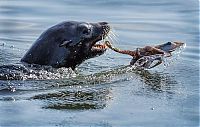 Fauna & Flora: seal having an octopus dinner