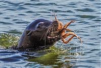 Fauna & Flora: seal having an octopus dinner