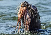 Fauna & Flora: seal having an octopus dinner