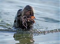 Fauna & Flora: seal having an octopus dinner