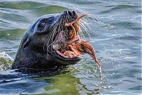 TopRq.com search results: seal having an octopus dinner