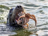TopRq.com search results: seal having an octopus dinner