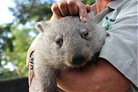 Fauna & Flora: Wombat orphan finds a new family, Taronga Zoo, Sydney, New South Wales, Australia