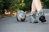 Fauna & Flora: Wombat orphan finds a new family, Taronga Zoo, Sydney, New South Wales, Australia