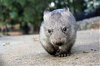 Fauna & Flora: Wombat orphan finds a new family, Taronga Zoo, Sydney, New South Wales, Australia