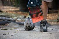 Fauna & Flora: Wombat orphan finds a new family, Taronga Zoo, Sydney, New South Wales, Australia