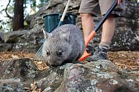 Fauna & Flora: Wombat orphan finds a new family, Taronga Zoo, Sydney, New South Wales, Australia