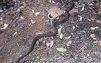 Fauna & Flora: python swallows a whole wallaby