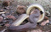 Fauna & Flora: python swallows a whole wallaby