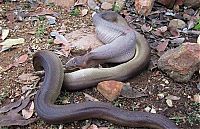 Fauna & Flora: python swallows a whole wallaby