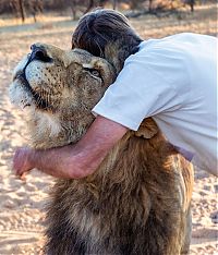TopRq.com search results: Lion raised and friendship with Frikkie Von Solms