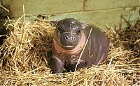 Fauna & Flora: pygmy hippopotamus