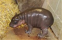 Fauna & Flora: pygmy hippopotamus